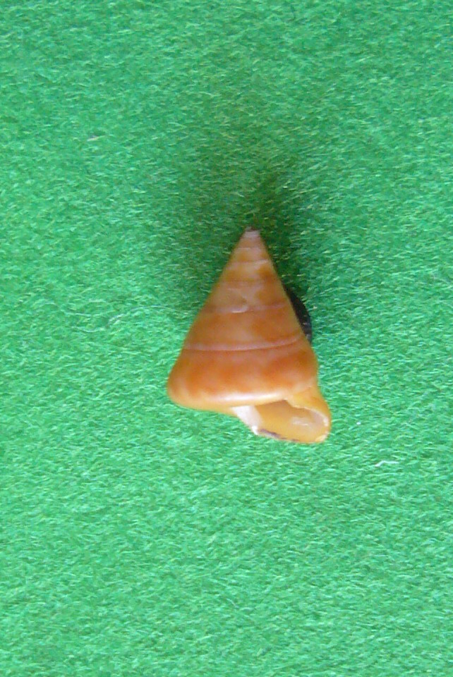 Calliostoma gualterianum?